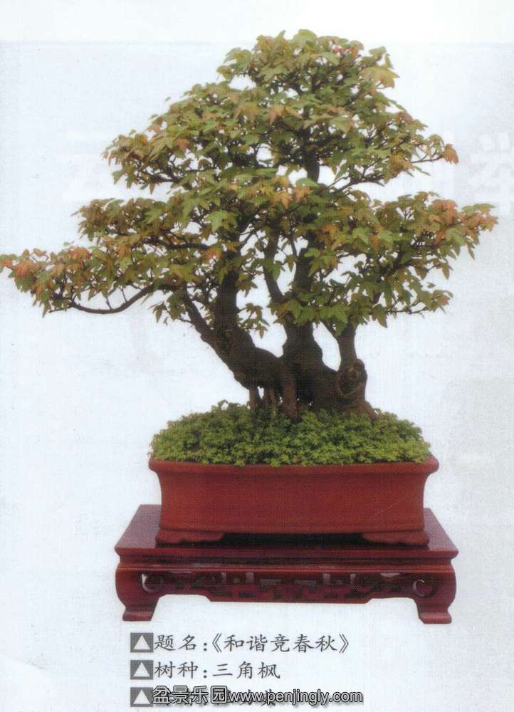 ̹-Ƿ㡶ľ2012-11  3.jpg