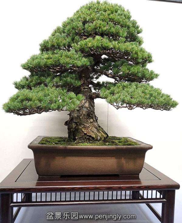 kokufuten-bonsai-japan13.jpg