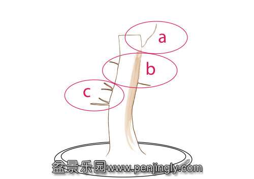 ATDeciduousBonsaiBranches_html_39ab7615.jpg