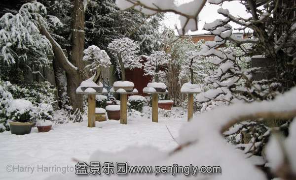 bonsai garden (3).jpg