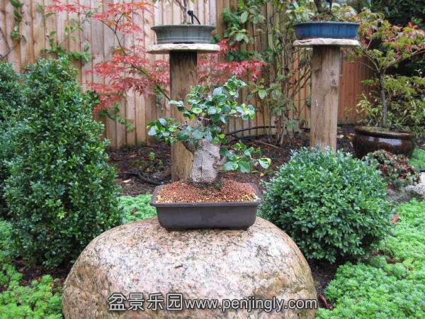 bonsai garden (10).jpg