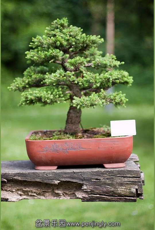 001-bonsai.jpg