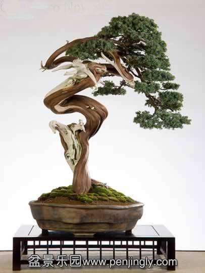 Bonsai van de maand januari 2007 Juniperus communis Saverio Noviello.jpg