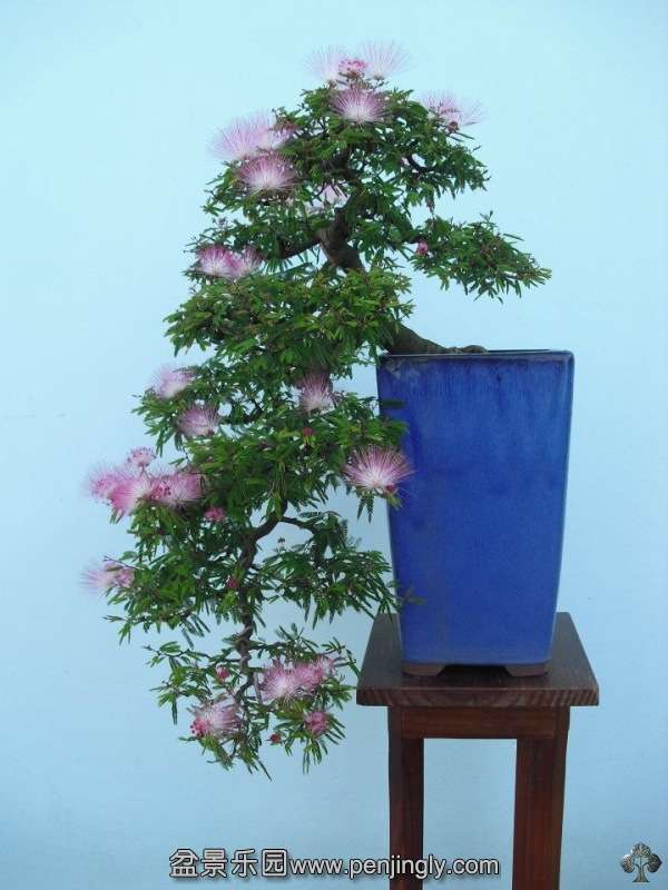 calliandra_by_francisco_eduardo_brouwenstyn_1_20130212_1471036267.jpg