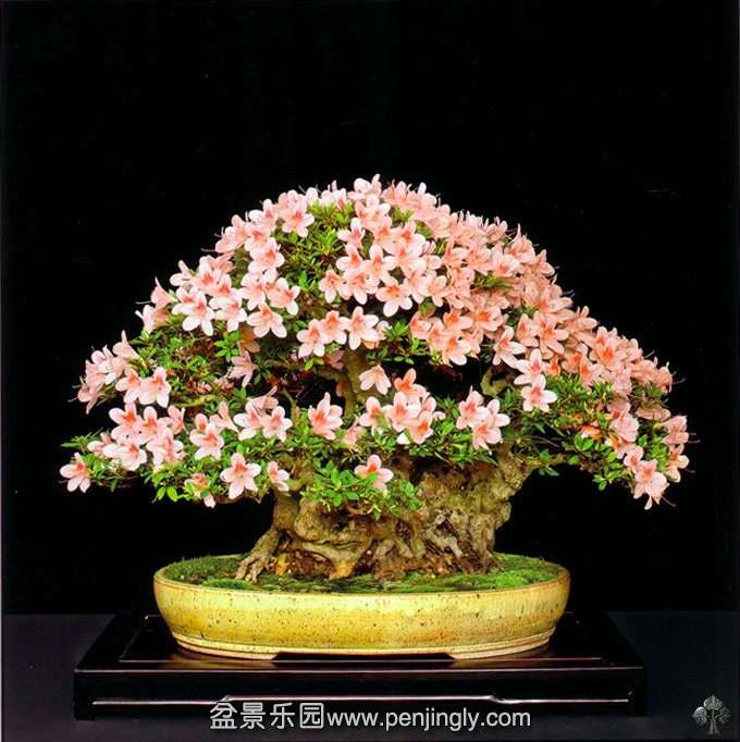 flowering_bonsai_1_20120903_1850548944.jpg