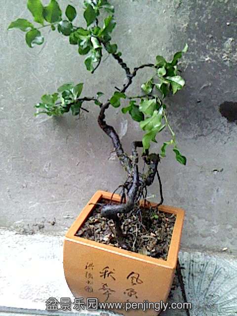 IMG0152A.jpg