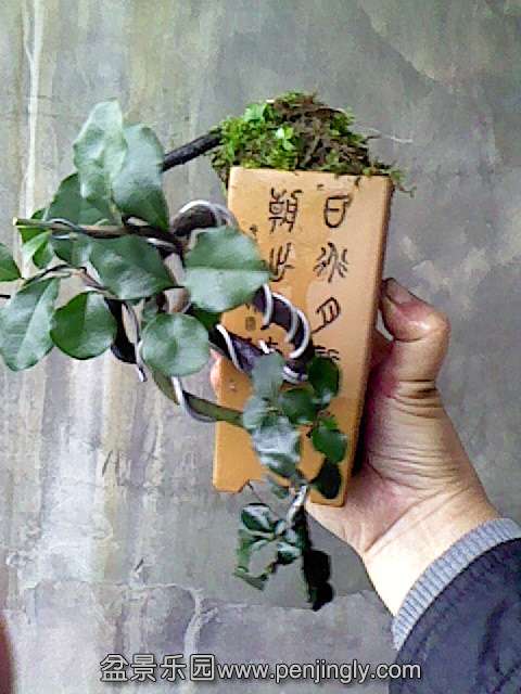 IMG0154A.jpg