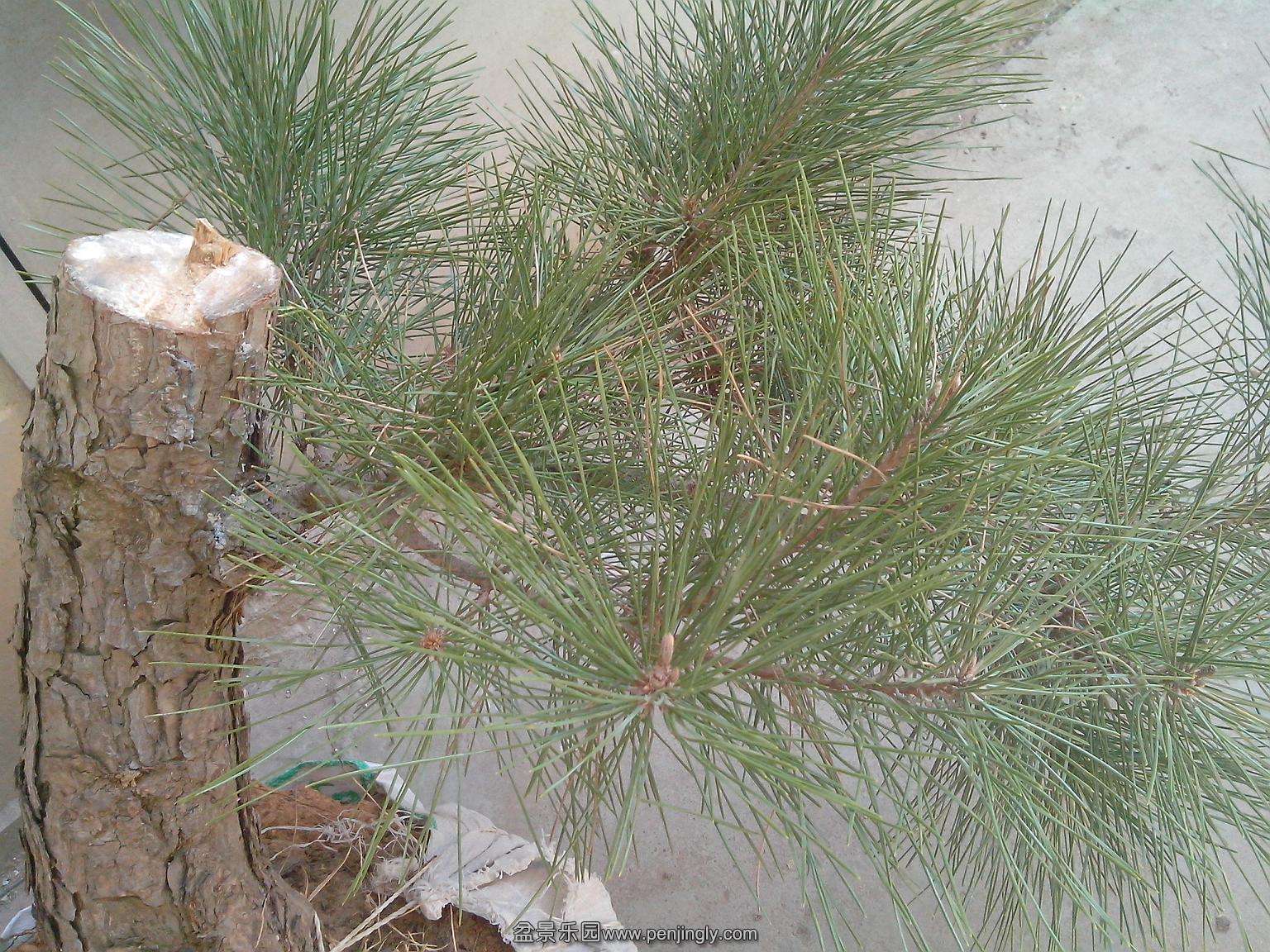 IMG20131231001.jpg