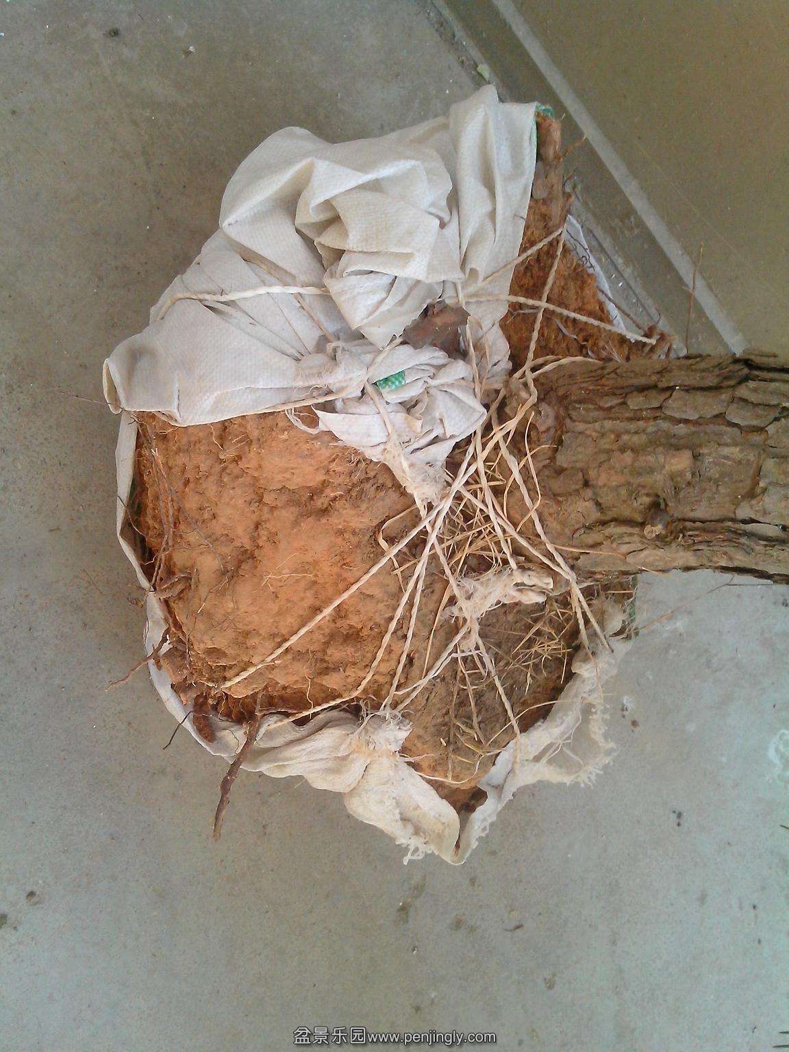 IMG20131231002.jpg