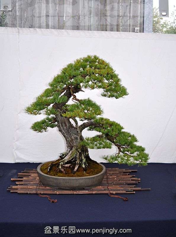 1-6-2013-Bonsai-van-het-westen-010-Hans-van-Meer-800.jpg