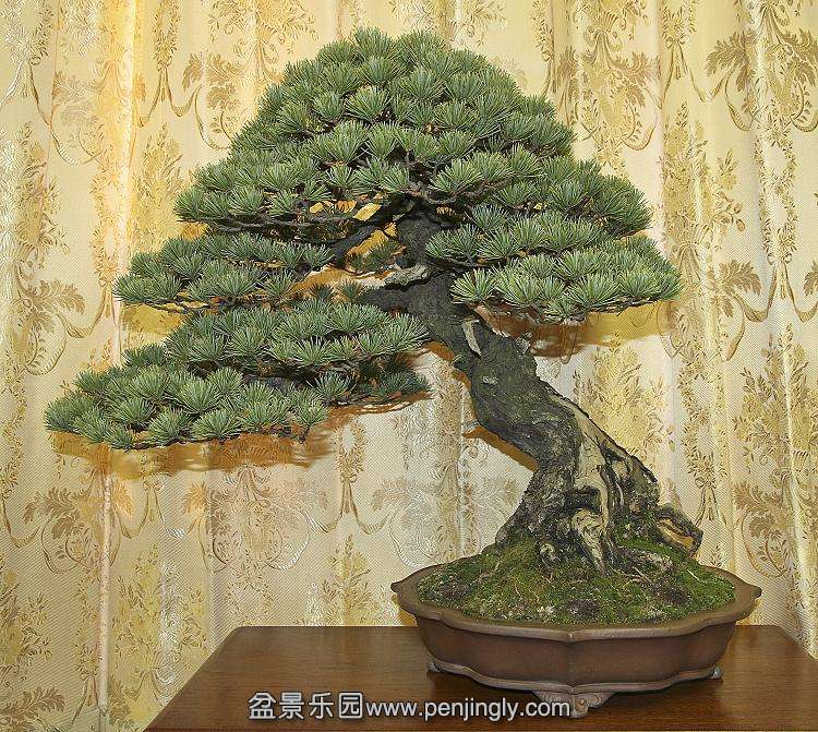 25-pine.jpg