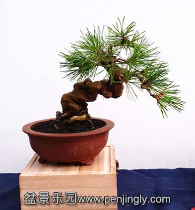 小小松.jpg