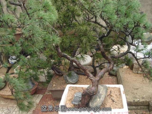 DSC00789.JPG