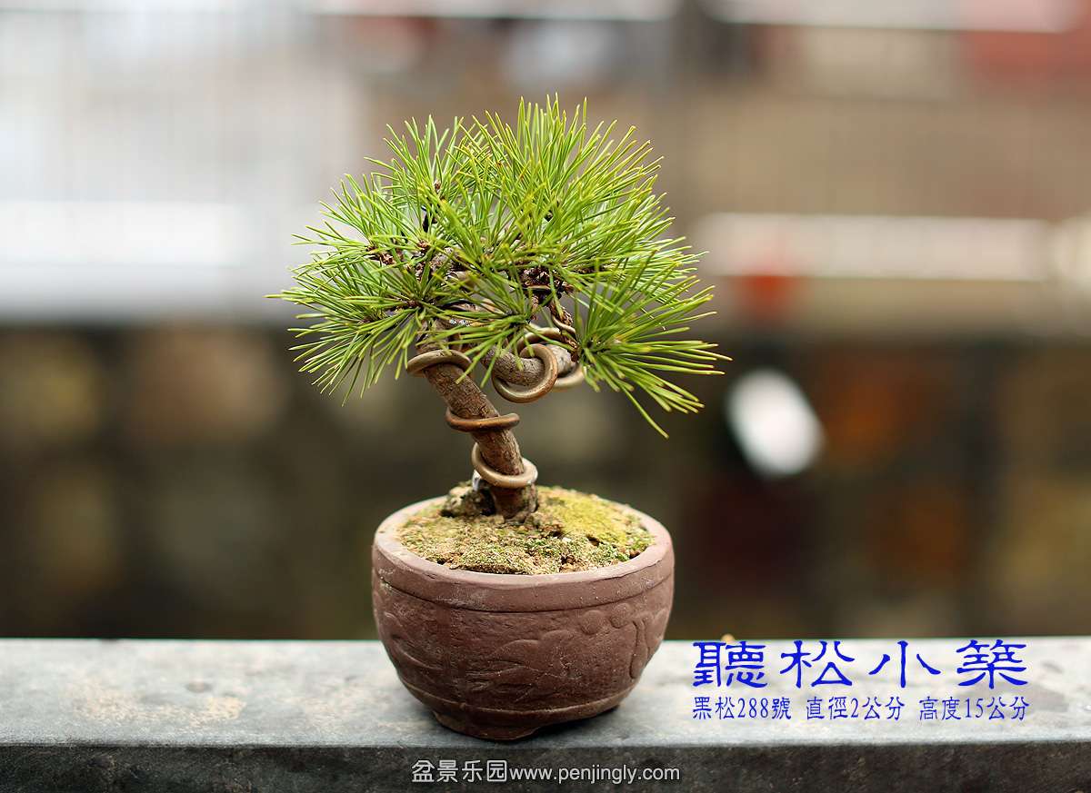 黑松288号.jpg