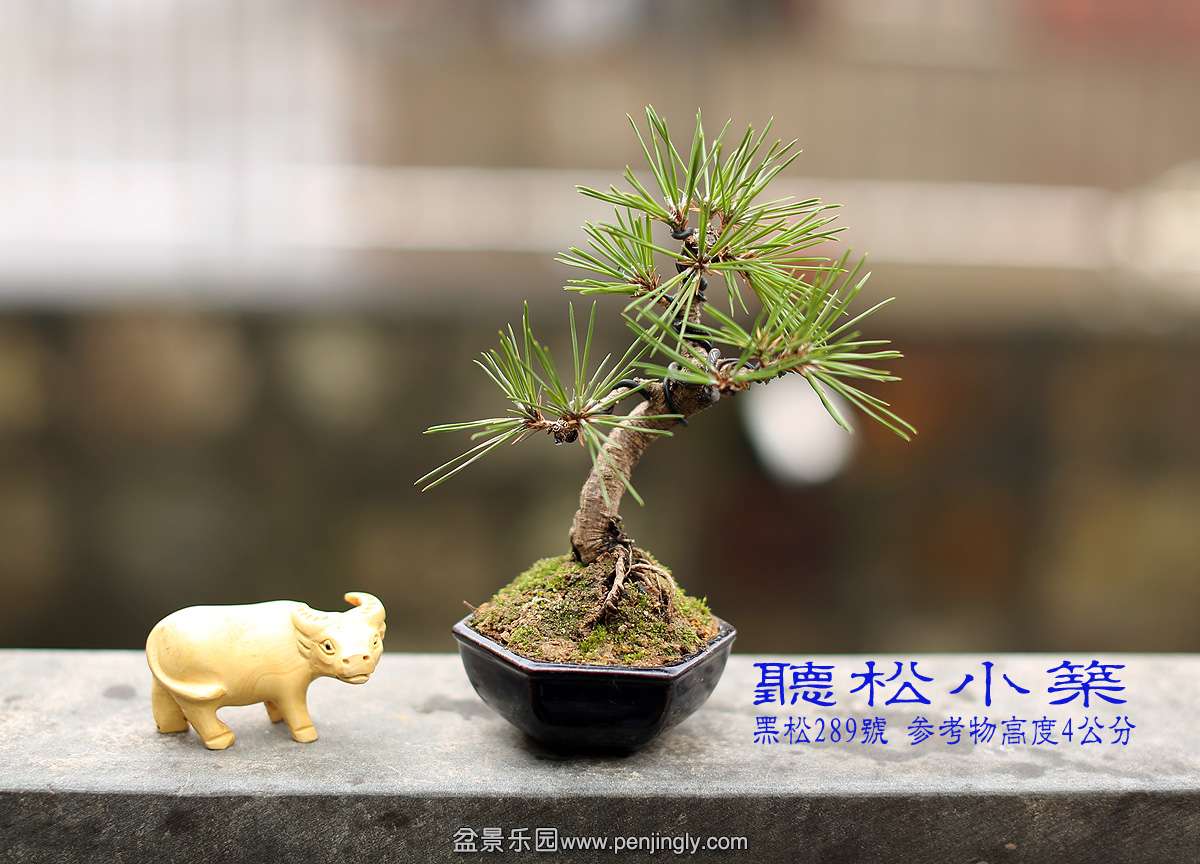 黑松289号.jpg
