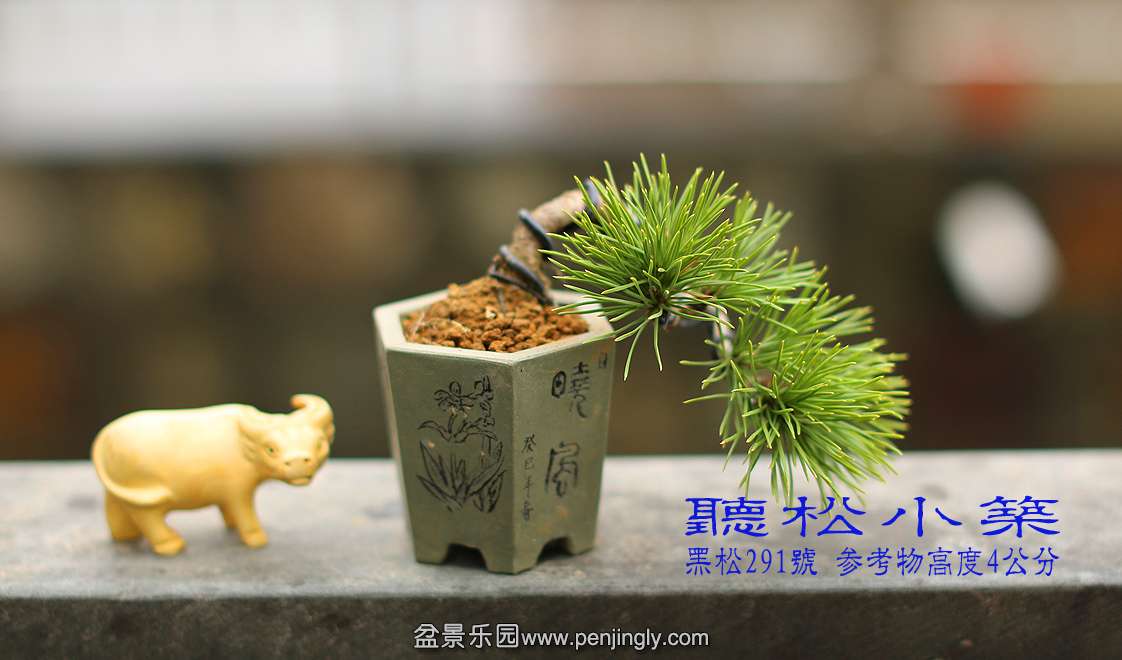 黑松291号.jpg