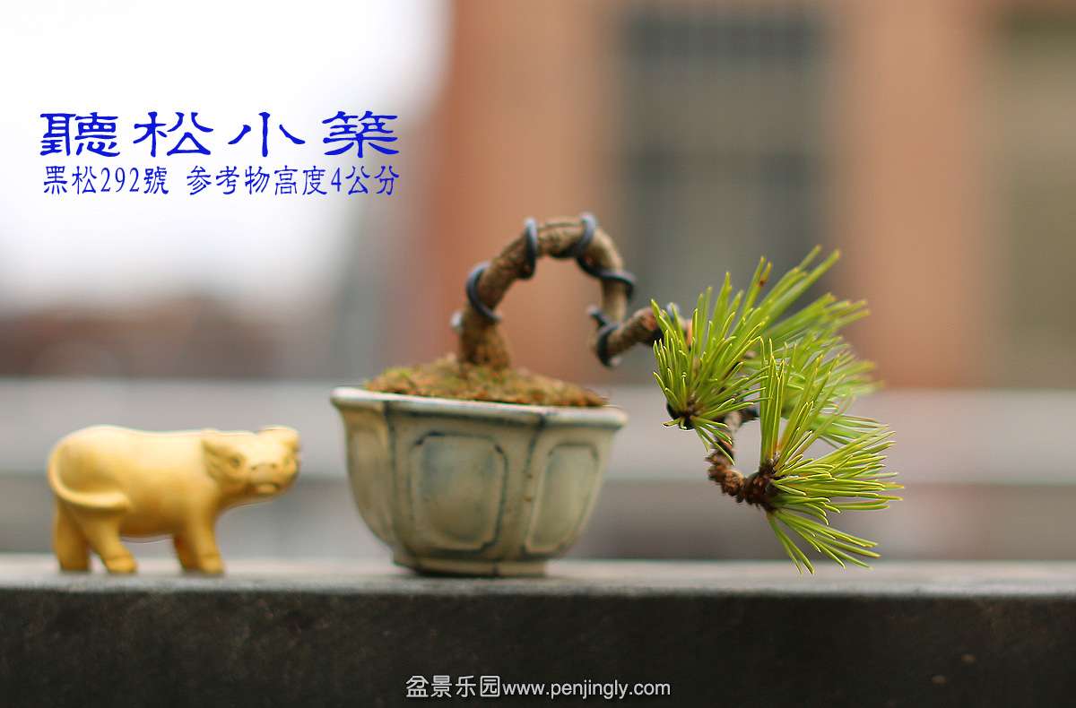 黑松292号.jpg