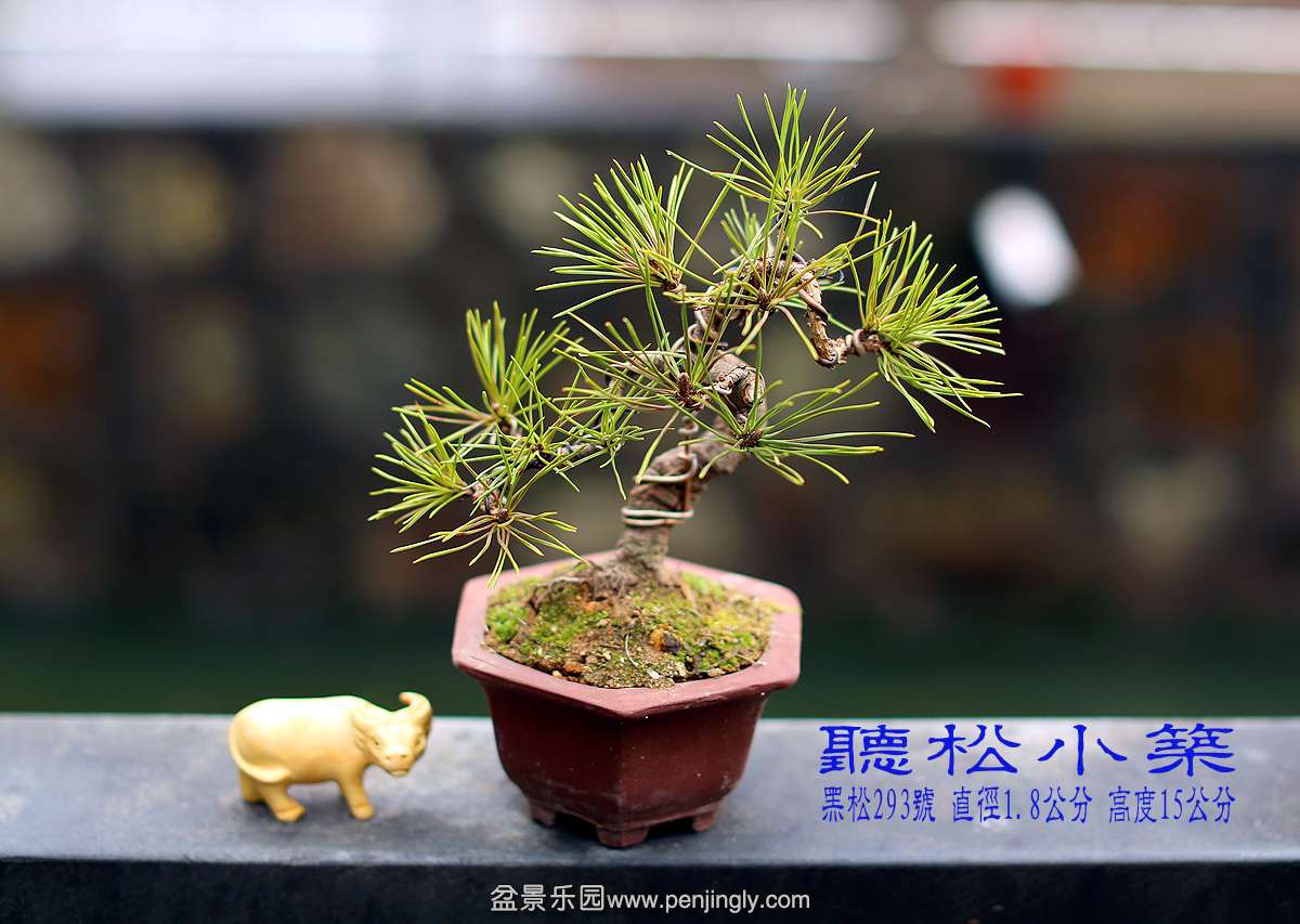 黑松293号.jpg