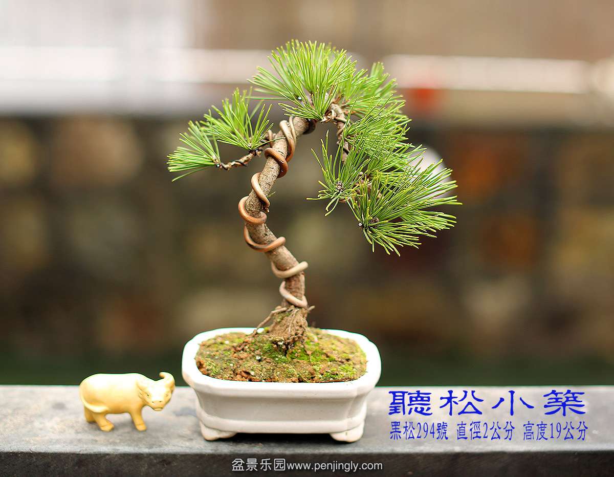 黑松294号.jpg