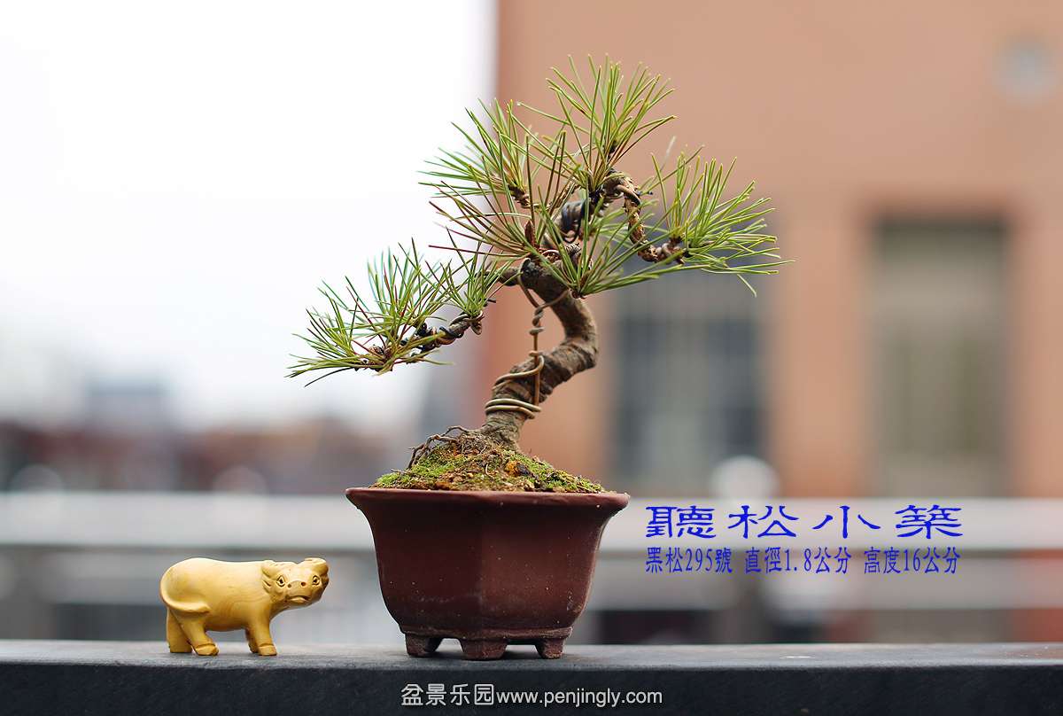 黑松295号.jpg