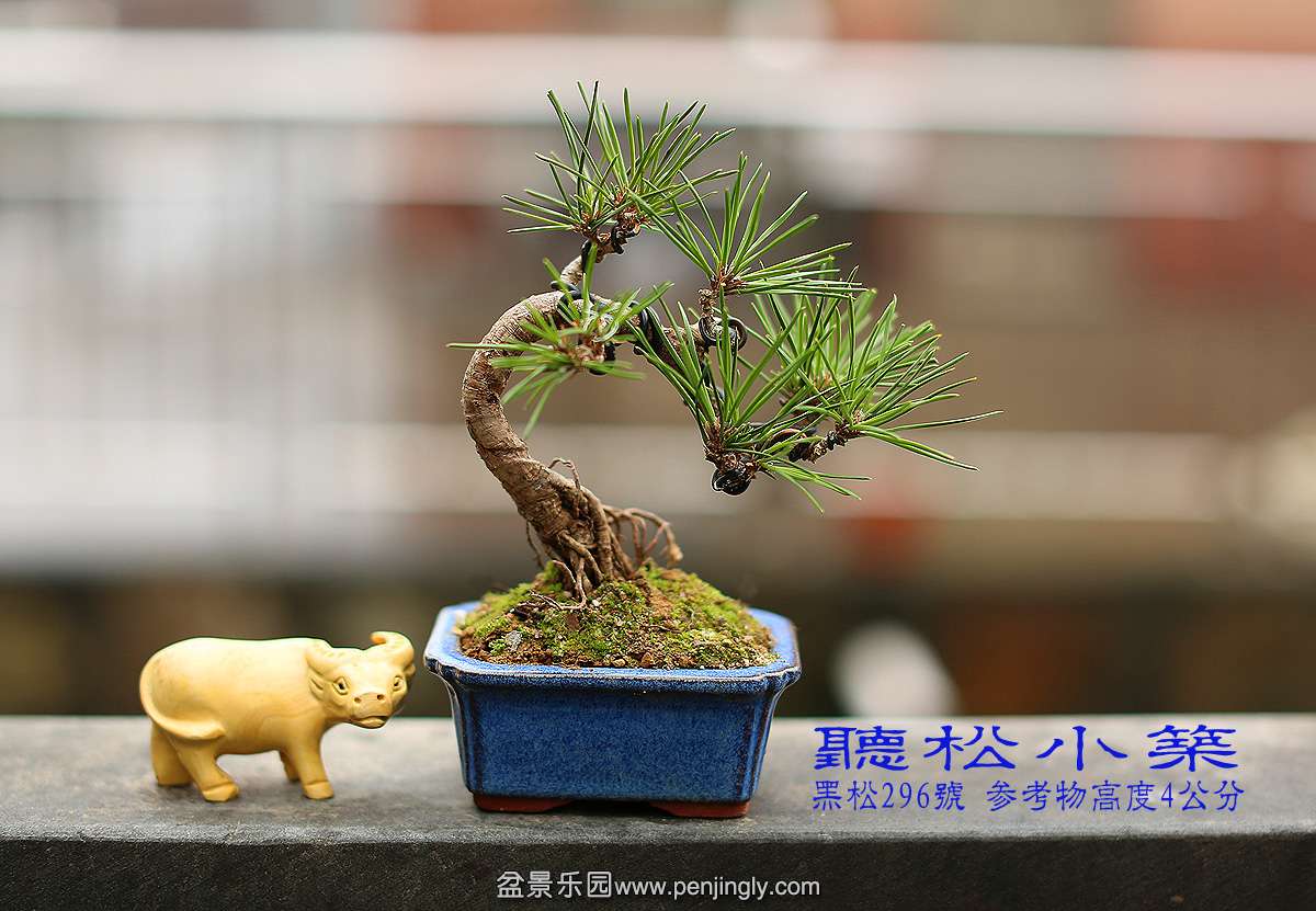 黑松296号.jpg