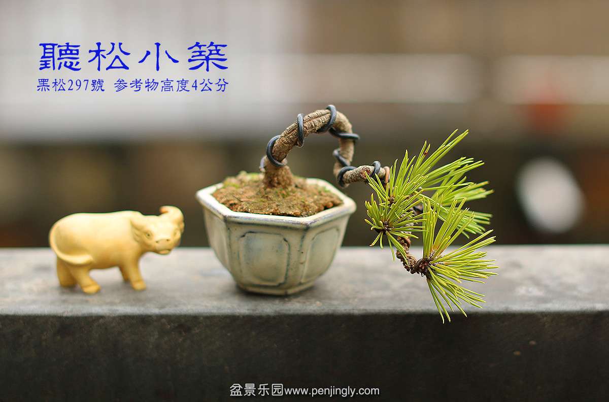 黑松297号.jpg