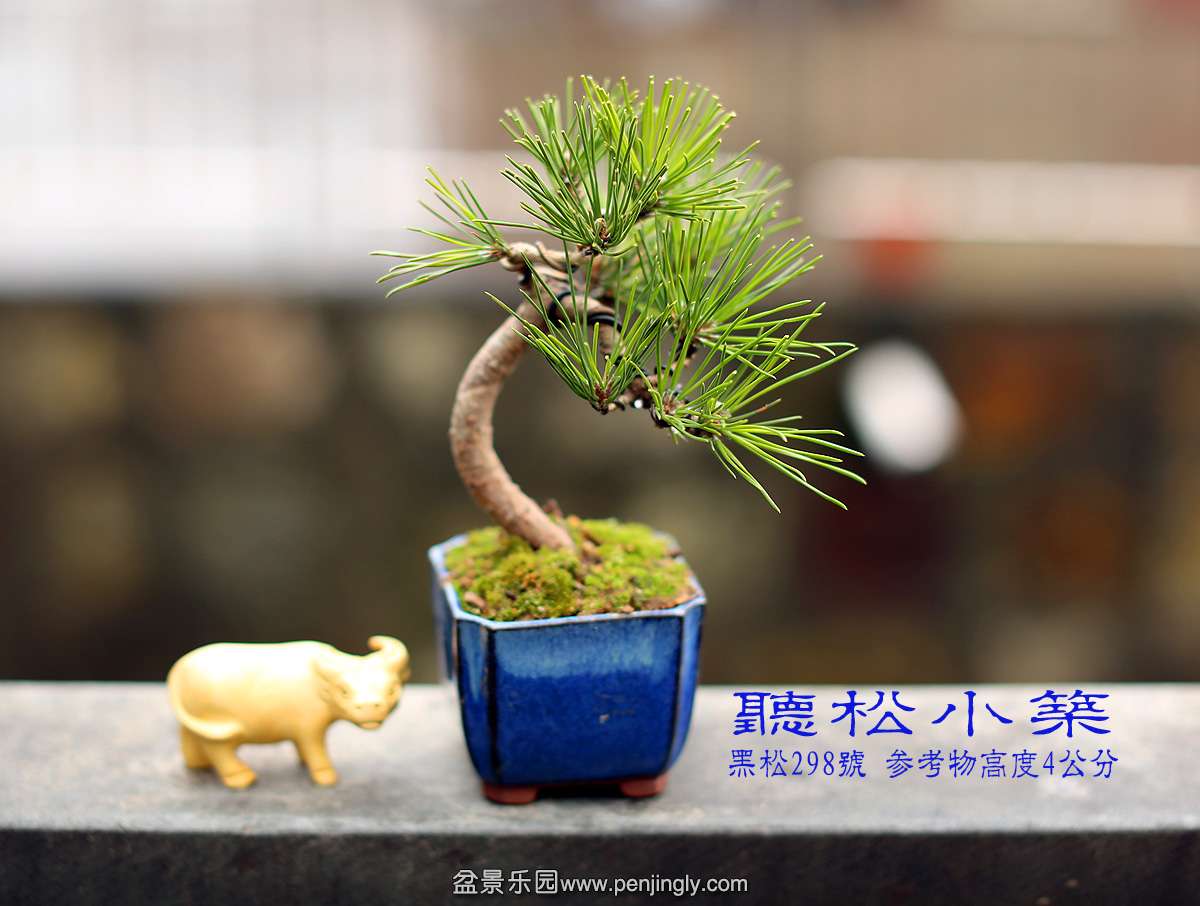 黑松298号.jpg