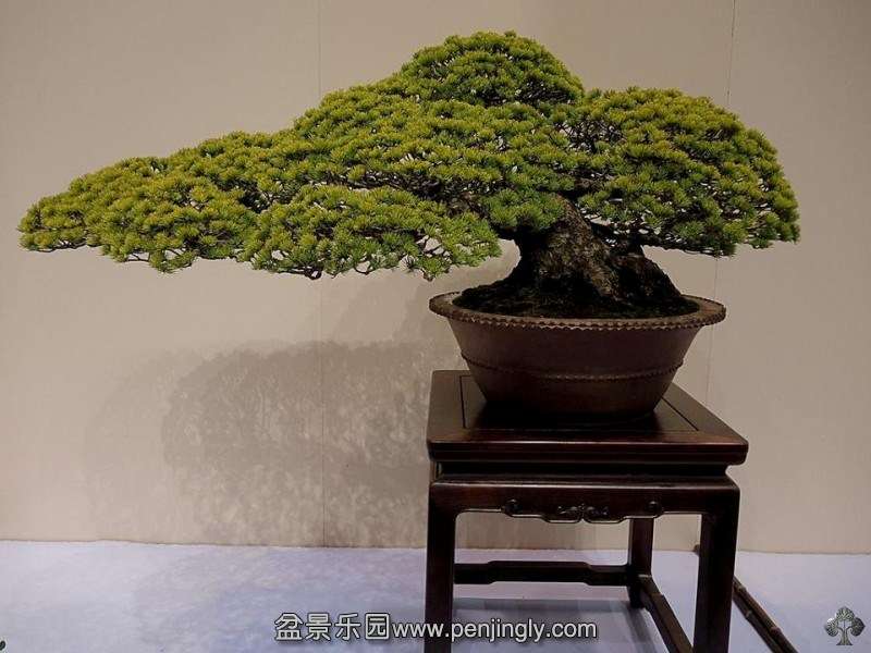 kokufuten-bonsai-japan36.jpg