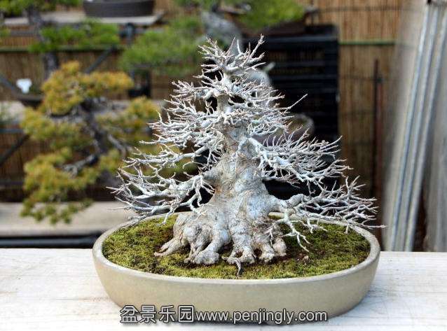 top_bonsai_20111228_1251024743.jpg