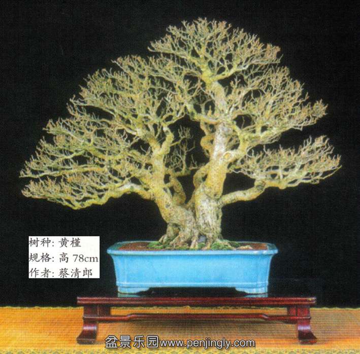 蔡清郎-黄槿.jpg