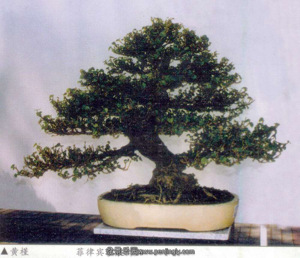 参展作品-黄槿.jpg
