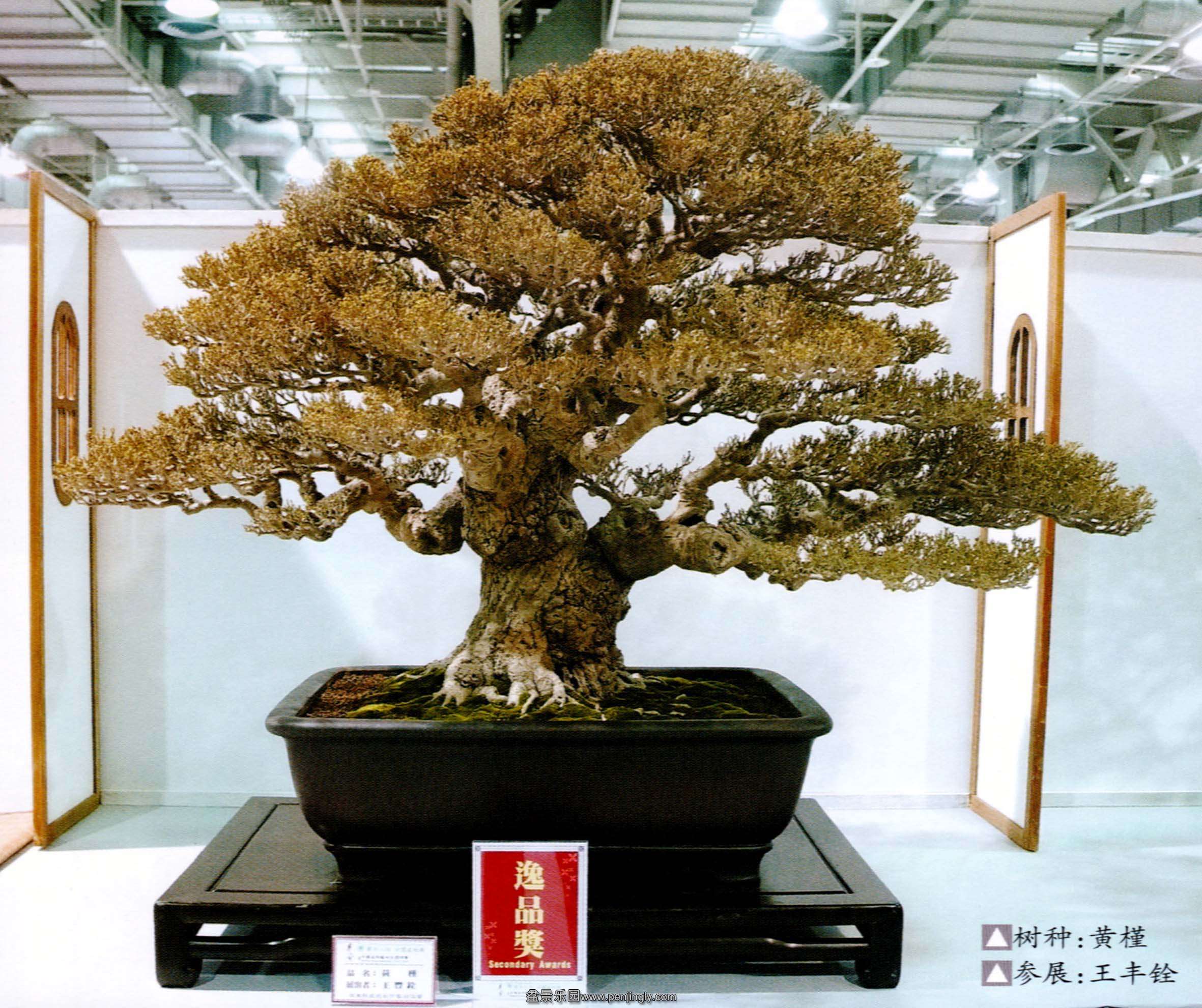 台湾18届华风展 王丰铨-黄槿.jpg