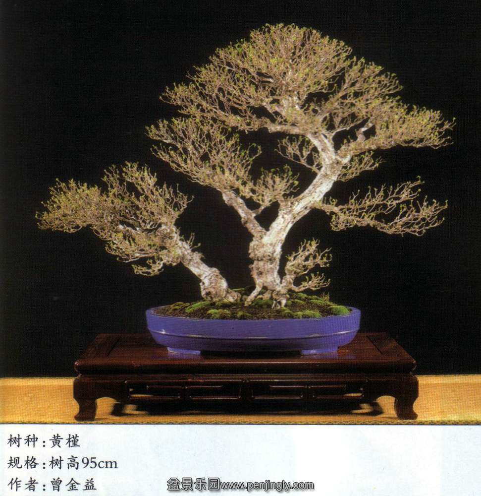 台湾-曾金益-黄槿.jpg