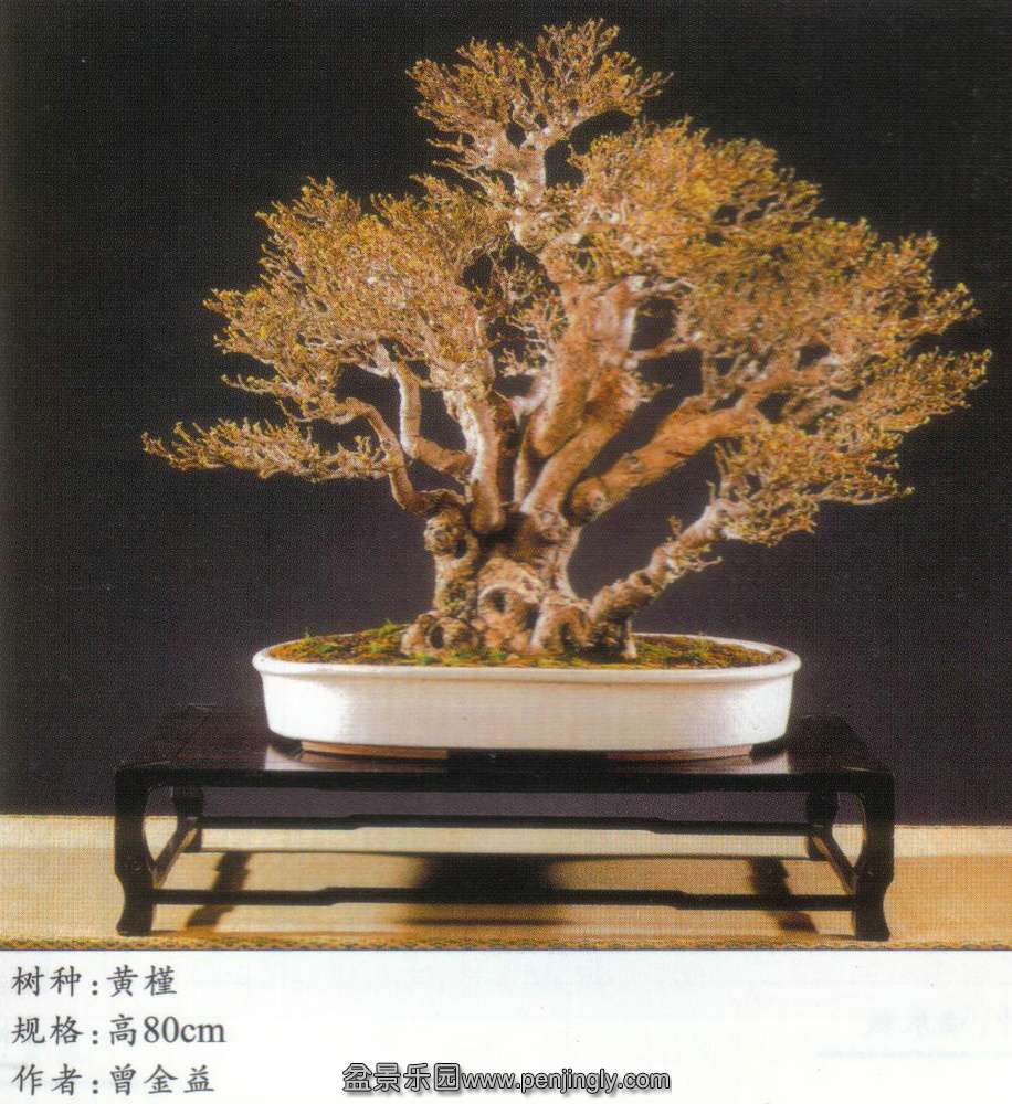 台湾-曾金益-黄槿2.jpg