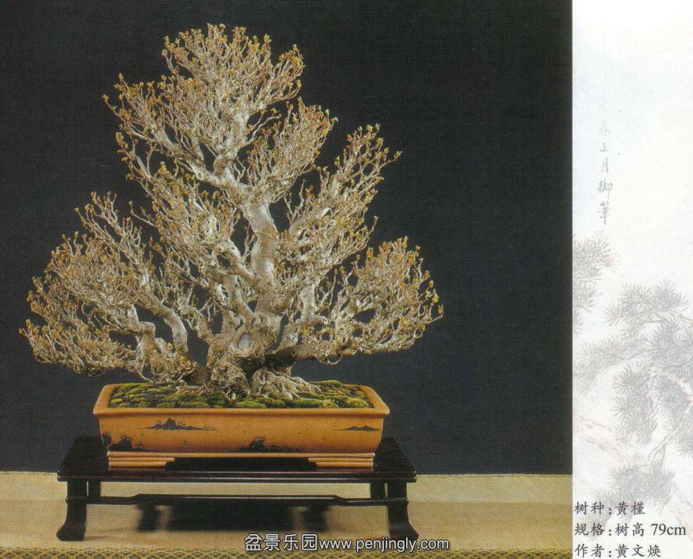 台湾-黄文焕-黄槿.jpg