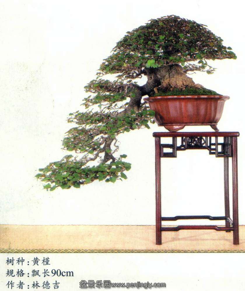 台湾-林德吉-黄槿.jpg