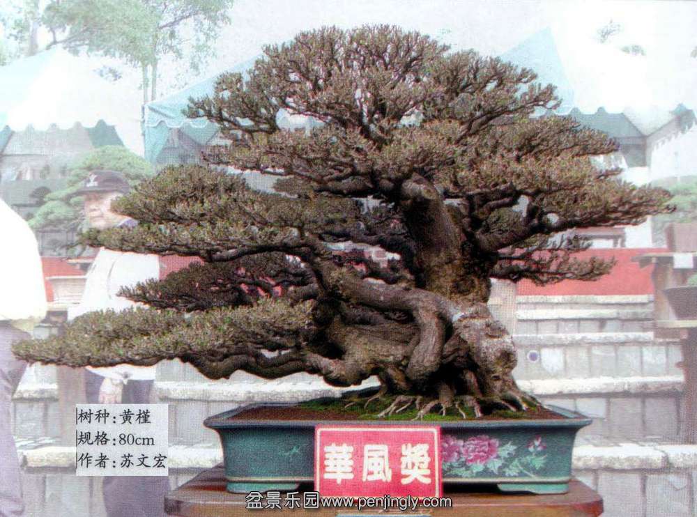 台湾-苏文宏-黄槿.jpg