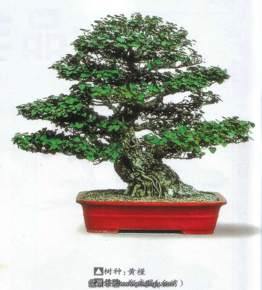 郑武昌-黄槿.jpg