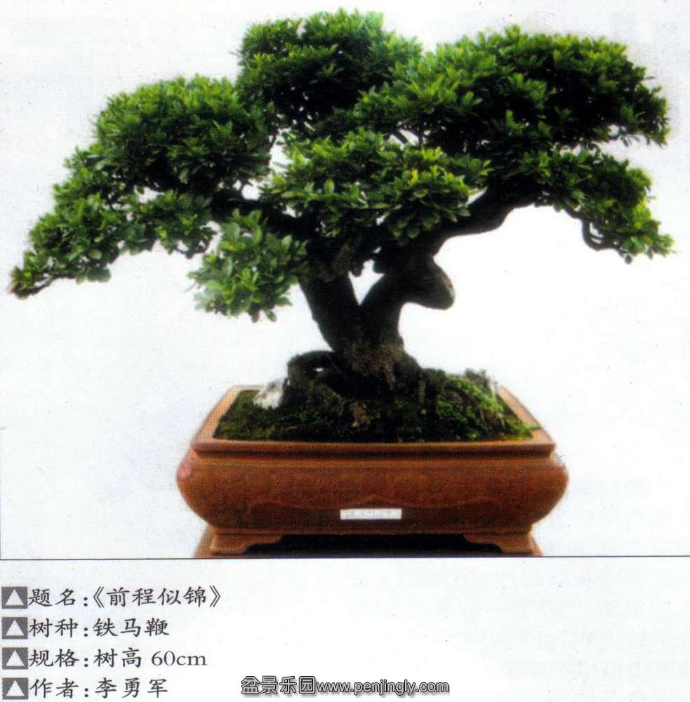 云南四届盆展-李勇军-铁马鞭.jpg