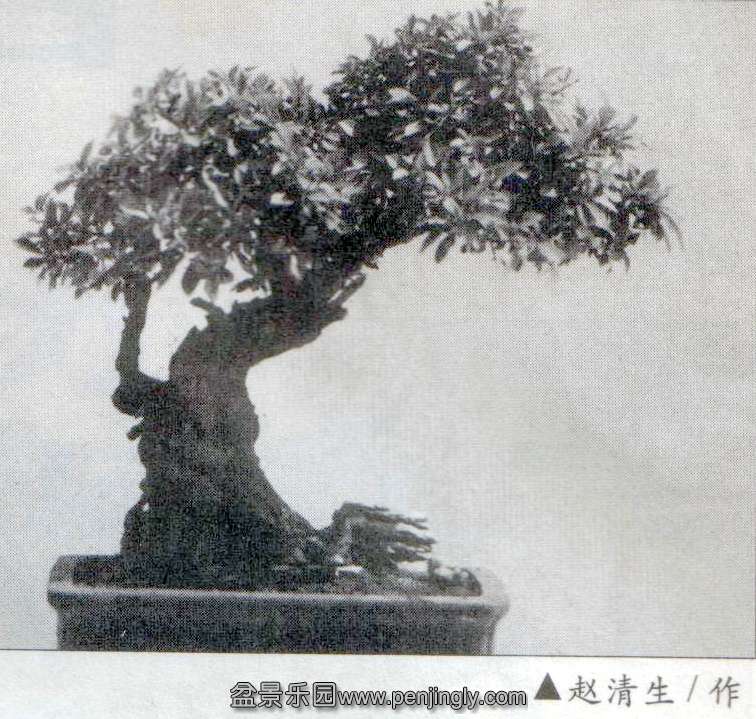 赵清生-石梅-铁马鞭《花木》01-8 副本.jpg
