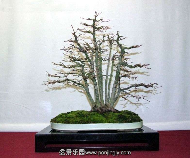 Bonsai van de maand december 2012 Acer palmatum Alain de Wachter.jpg