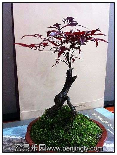 nEO_IMG_照片 005.jpg