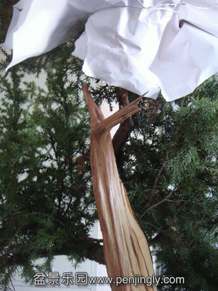 DSC07737.gif
