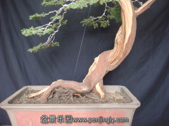 DSC07784.gif