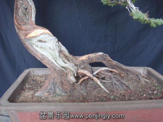 DSC07773.gif