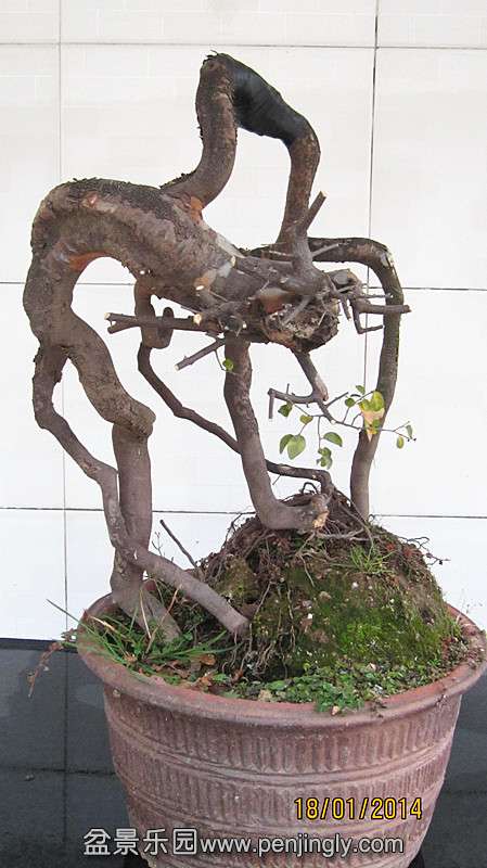 IMG_4432.JPG