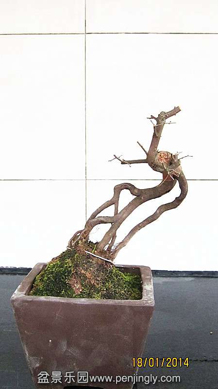 IMG_4437.JPG