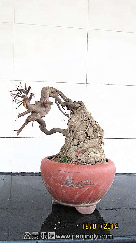 IMG_4440.JPG