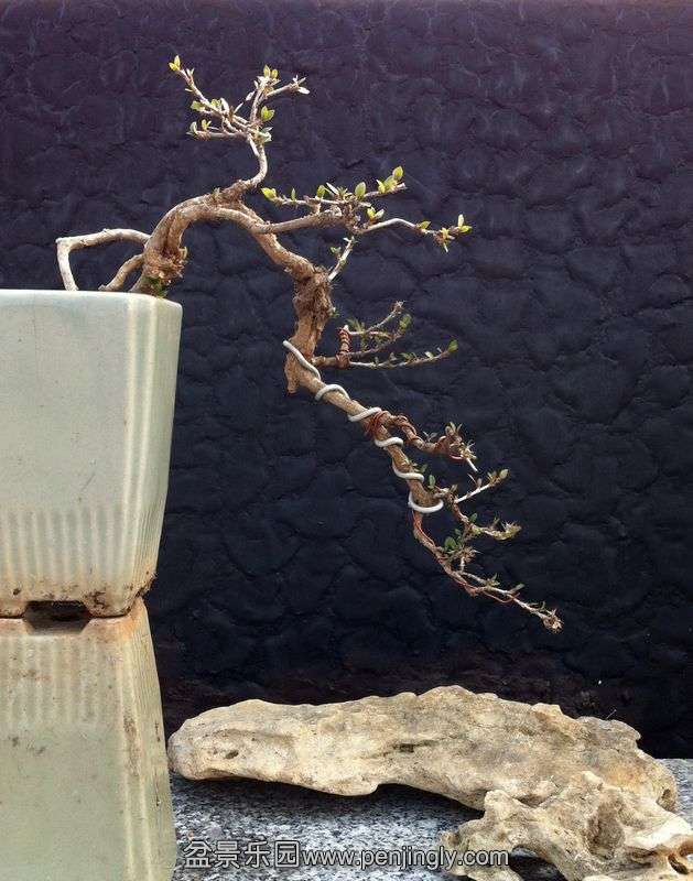Ƭ 119.jpg