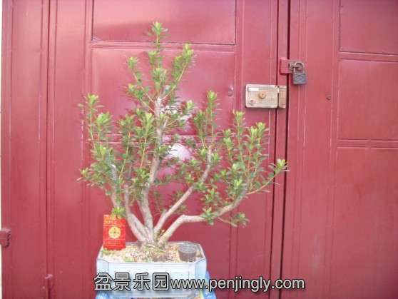 SDC13493.JPG